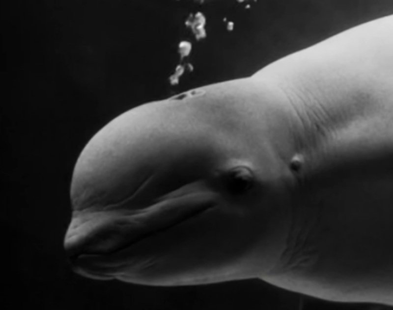 В московском океанариуме умерла перевезенная 10 лет назад из Сочи белуха t.me/moskvarium_officia