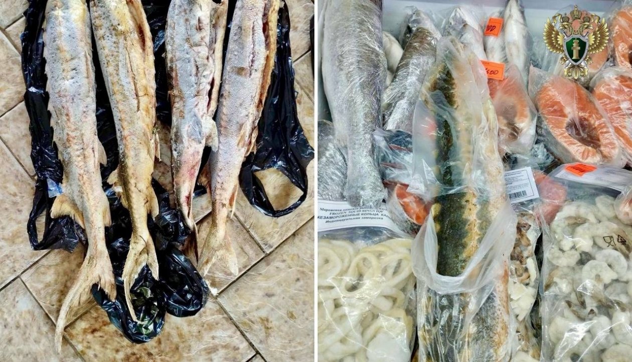 Жительница Ставрополья получила срок и штраф на торголю осетром Прокуратура Ставропольского края