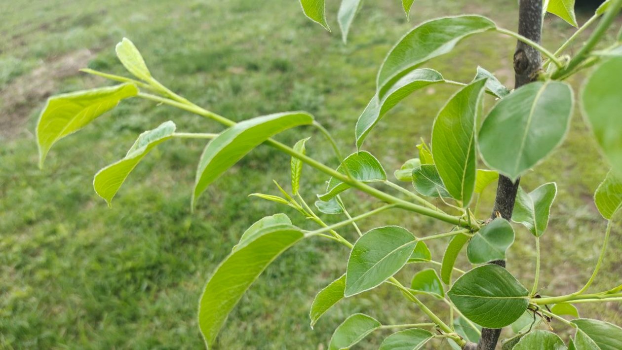 Груша Автора