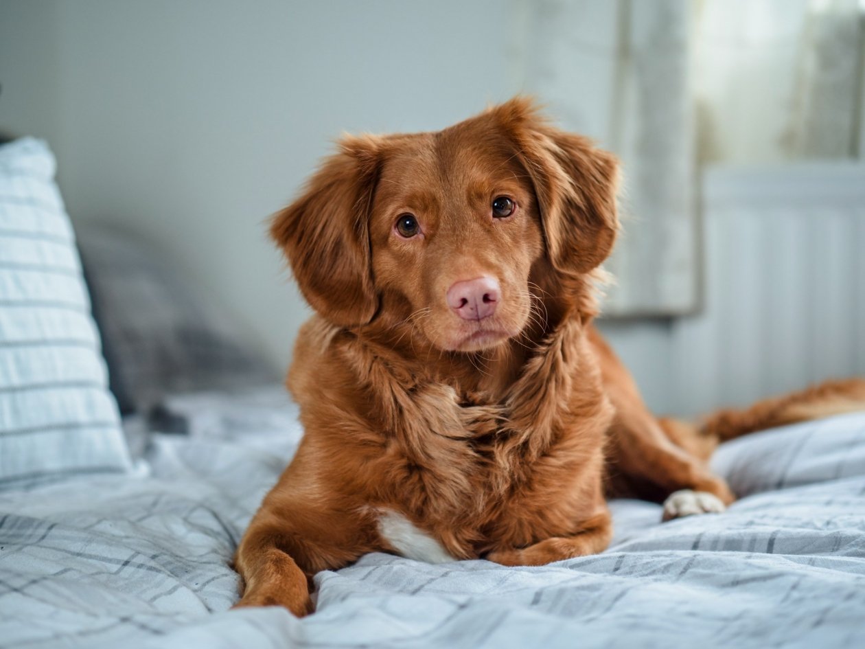 Не аксессуар, а угроза здоровью: 7 пород собак, которым противопоказан ошейник Jamie Street/unsplash