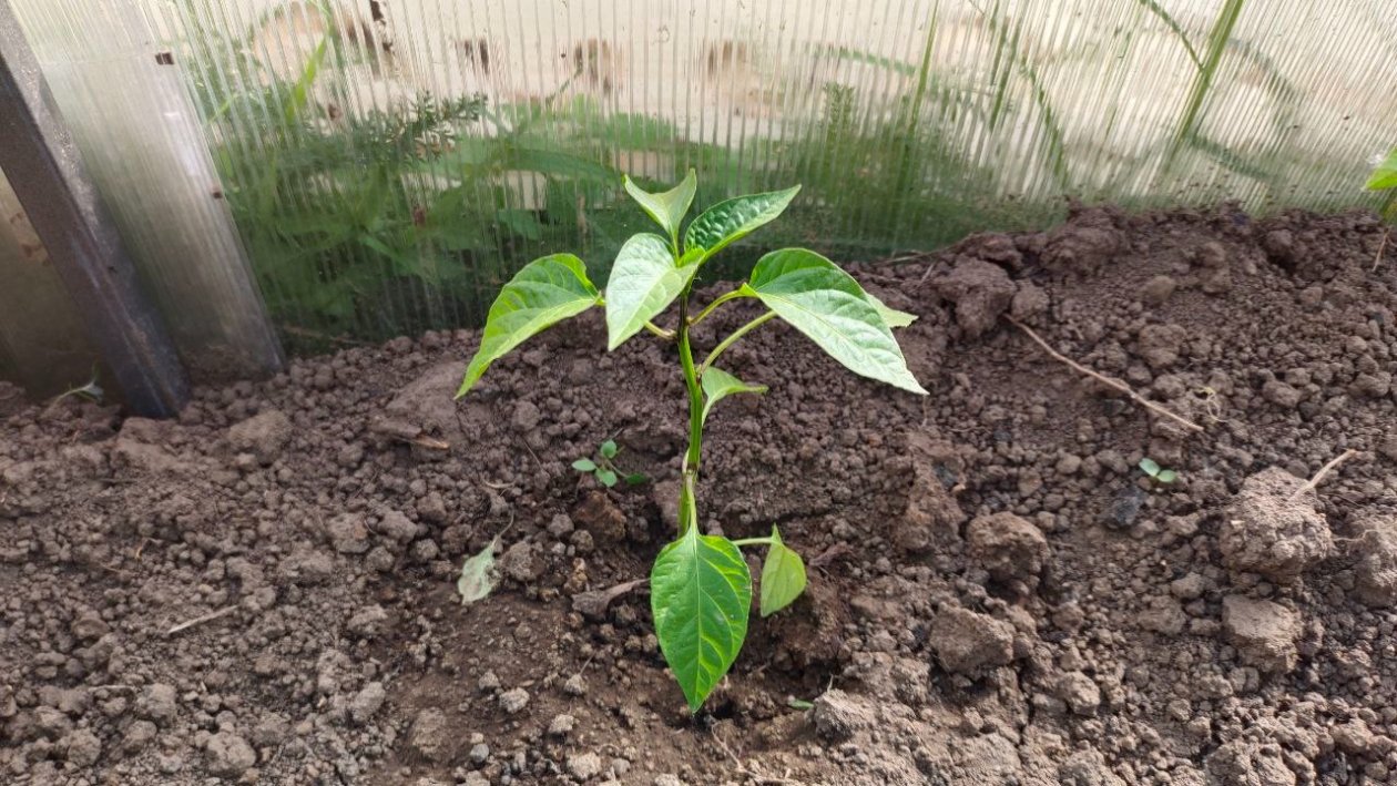 Перец Автора