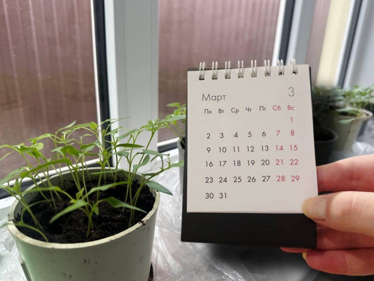Дачный календарь в марте: в какие дни пикировать перцы, томаты и огурцы ИА KrasnodarMedia
