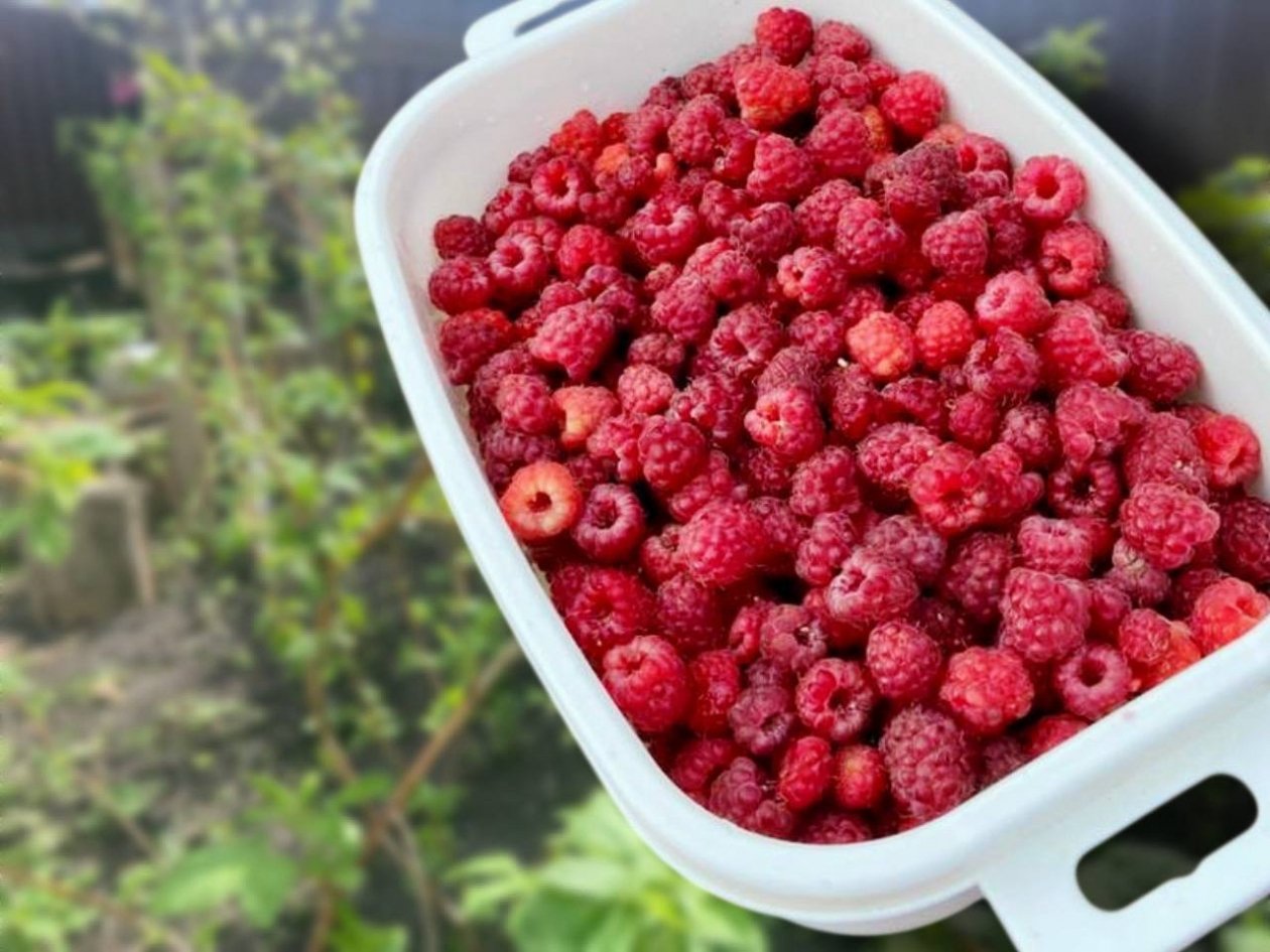 По 5 литров на кв. метр: после такой подкормки соберете 9 кг малины с 1 куста ИА KrasnodarMedia