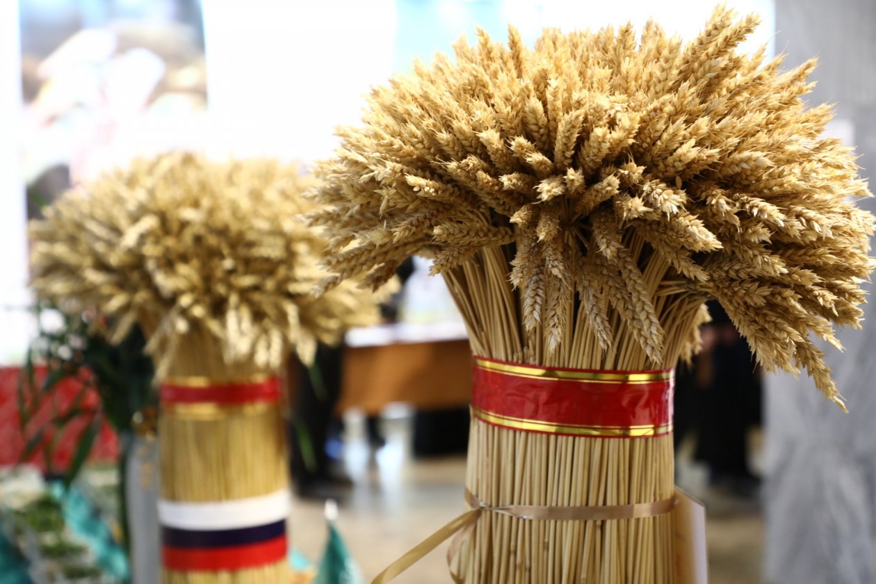 Кубанские селекционеры вывели серию новых высокопродуктивных сортов Пресс-служба администрации Краснодарского края