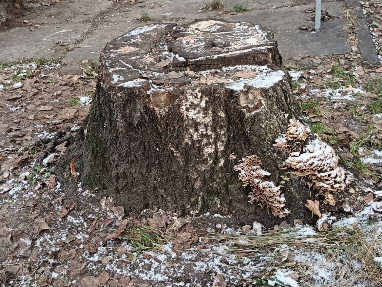 Как избавиться от пня быстро и просто: не выкорчевывал, исчез как по волшебству ИА KrasnodarMedia