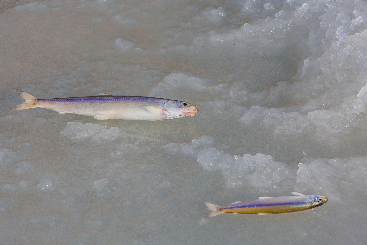 Зимняя рыбалка Мария Бородина. ИА PrimaMedia