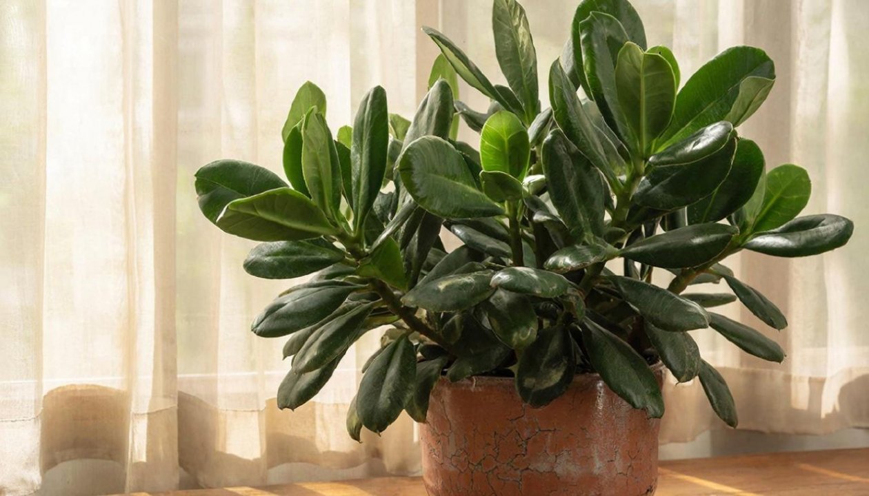 Изображение GigaChat (18+)