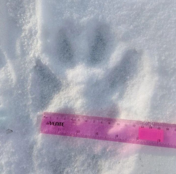 Тематическое фото департамент по охране и использованию объектов животного мира ЕАО