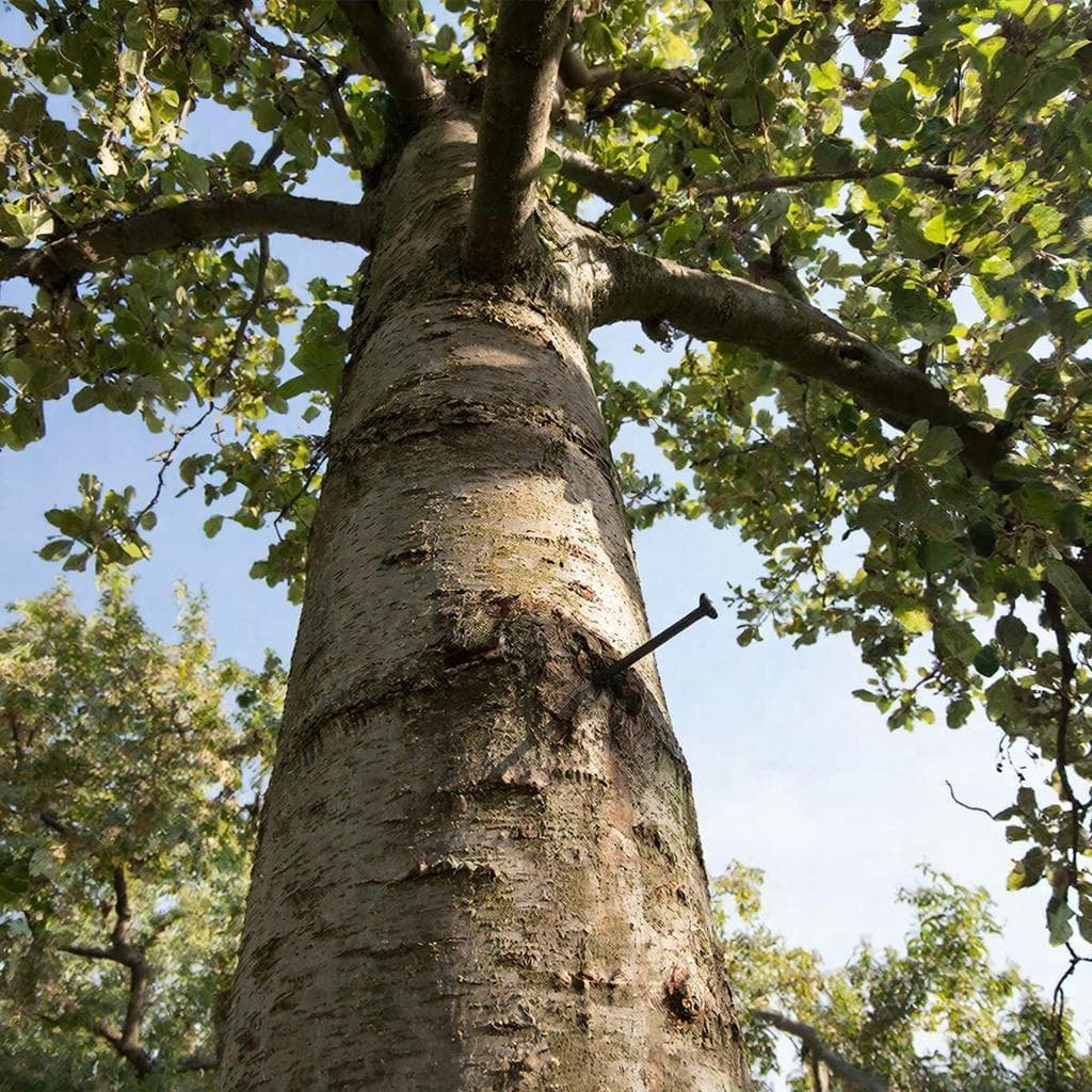 Вбить гвоздь, чтобы убить: как этот дедовский &quotволшебный&quot совет превращает ваш сад в рассадник гнили Kandinsky (18+)