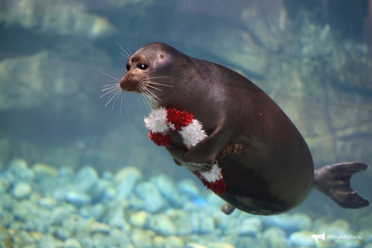 Нерпа ИА PrimaMedia