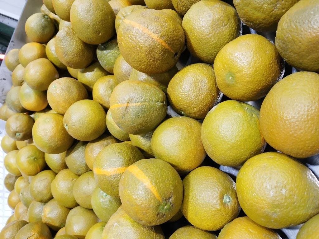 &quotЧерные&quot апельсины Управления Россельхознадзора по Забайкалью