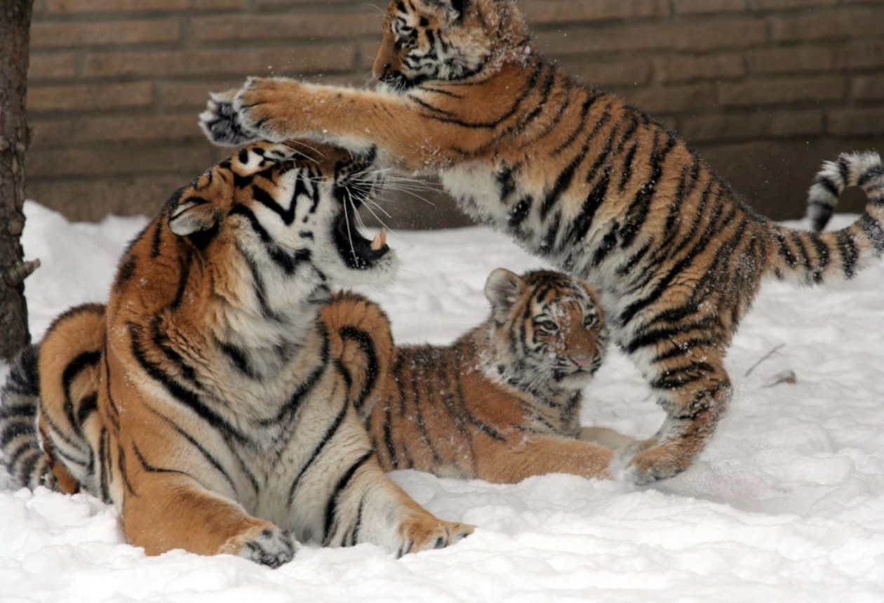 Тематическое фото Сайт pxhere.com