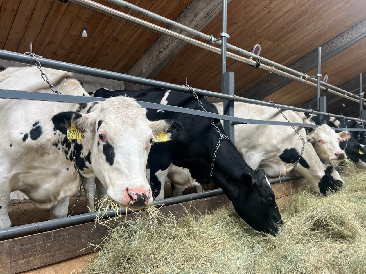 Фермеры из Хоринска увеличили надои в 25 раз благодаря господдержке Минсельхоз Бурятии