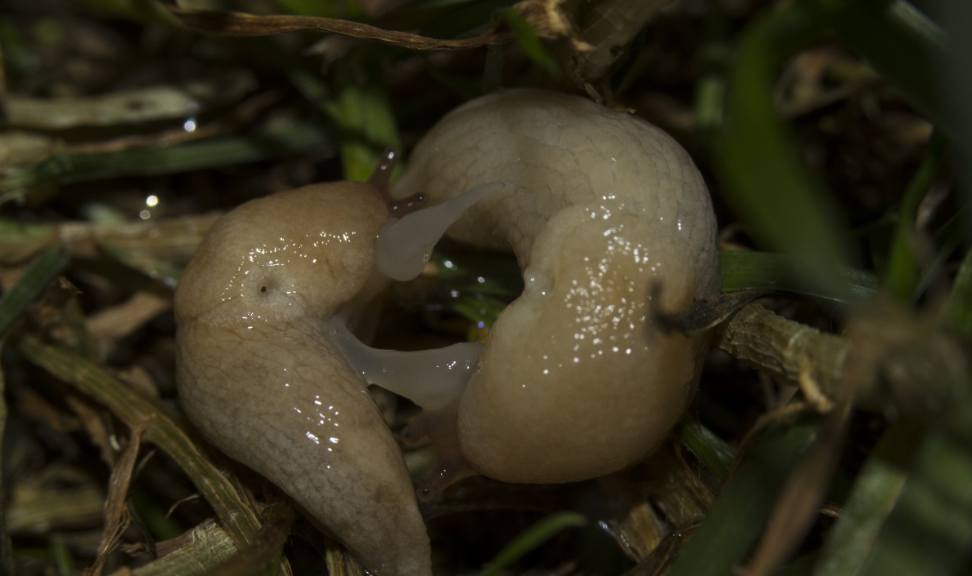 Тематическое фото Pxhere (18+).