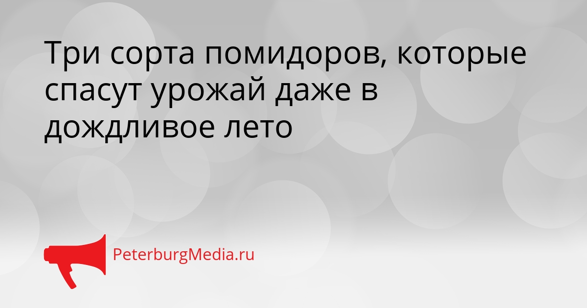 Три сорта помидоров, которые спасут урожай даже в дождливое лето Сгенерировано
