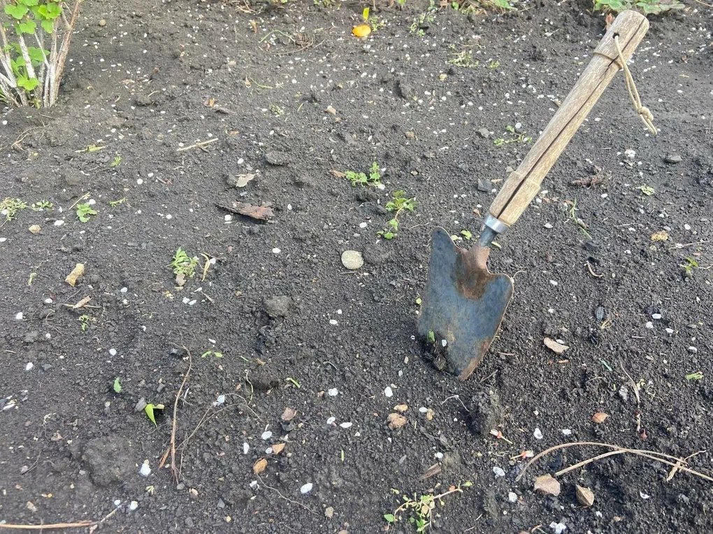 Насыпаем по 2 ложки в лунку — проволочника как ветром сдуло, картошка будто в санатории ИА StavropolMedia