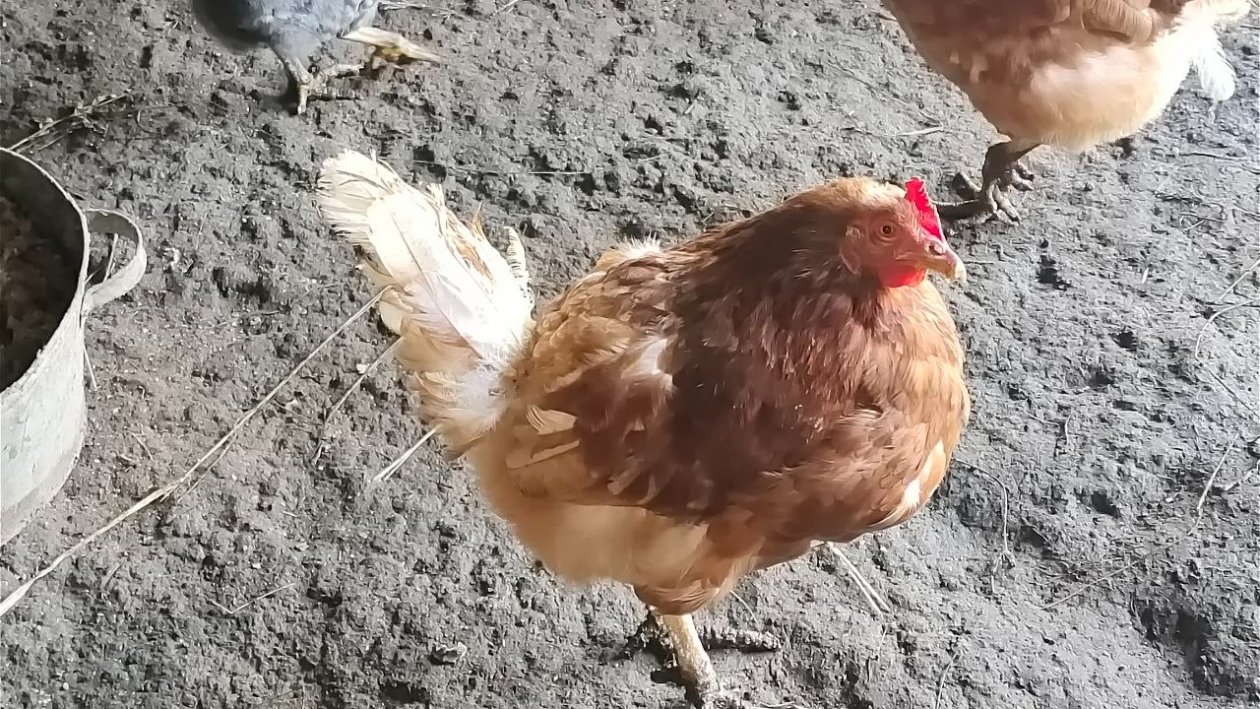 Куры Автора