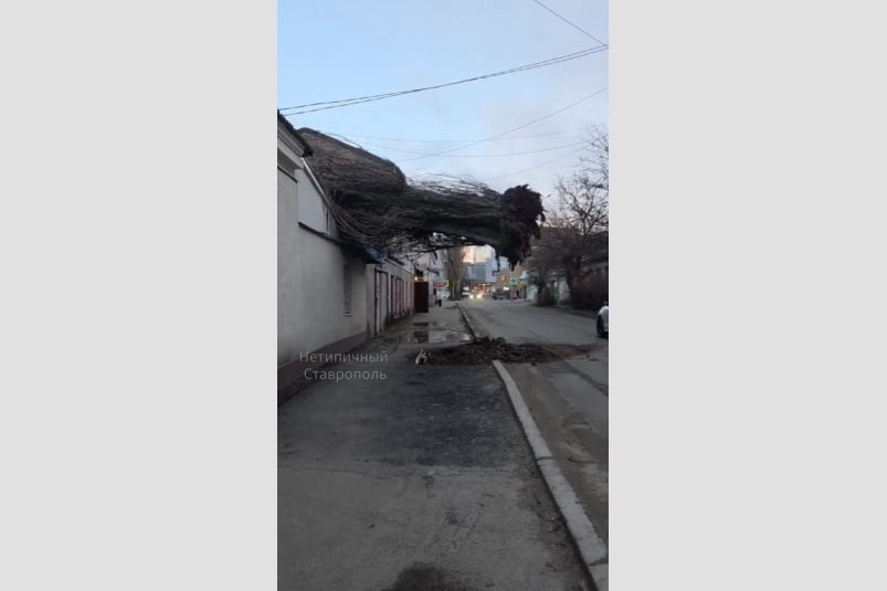 Дерево рухнуло на здание в Ставрополе Очевидцы/Тг-канал &quotНетипичный Ставрополь&quot (18+)