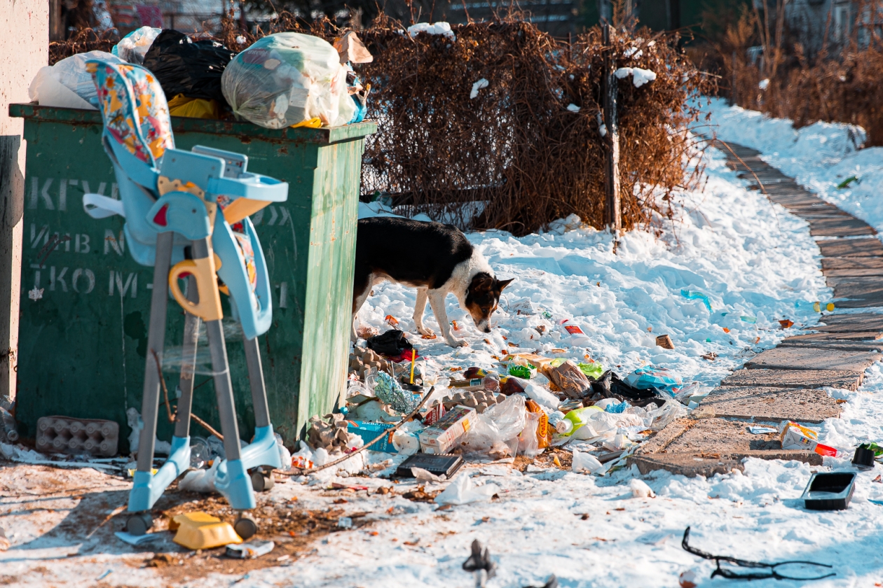Собачьи укусы обошлись бюджетам муниципалитетов Кубани в сотни тысяч рублей Илья Аверьянов