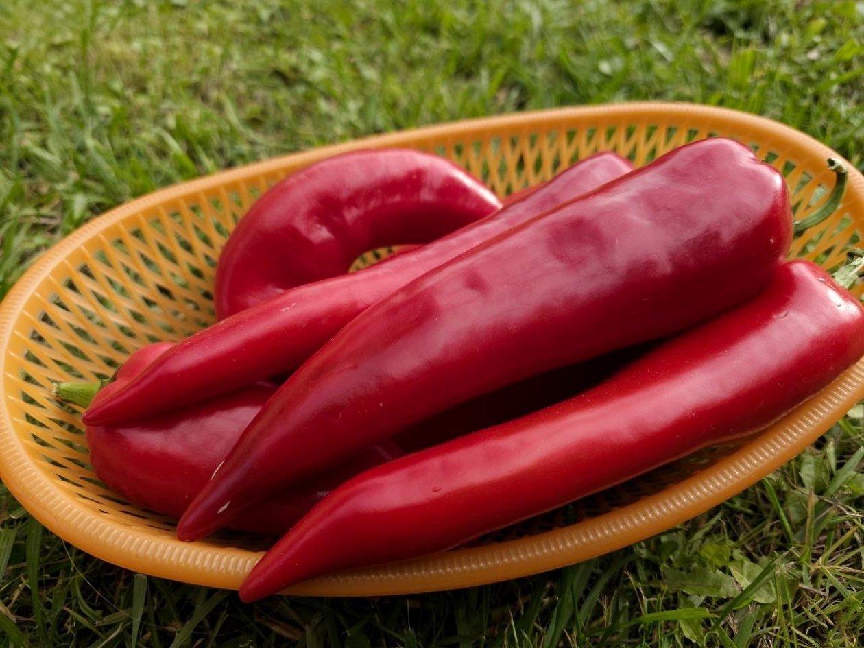 Собираю перцы уже через 60 дней: самые ультраскороспелые сорта - плоды сладкие и сочные ИА KrasnodarMedia