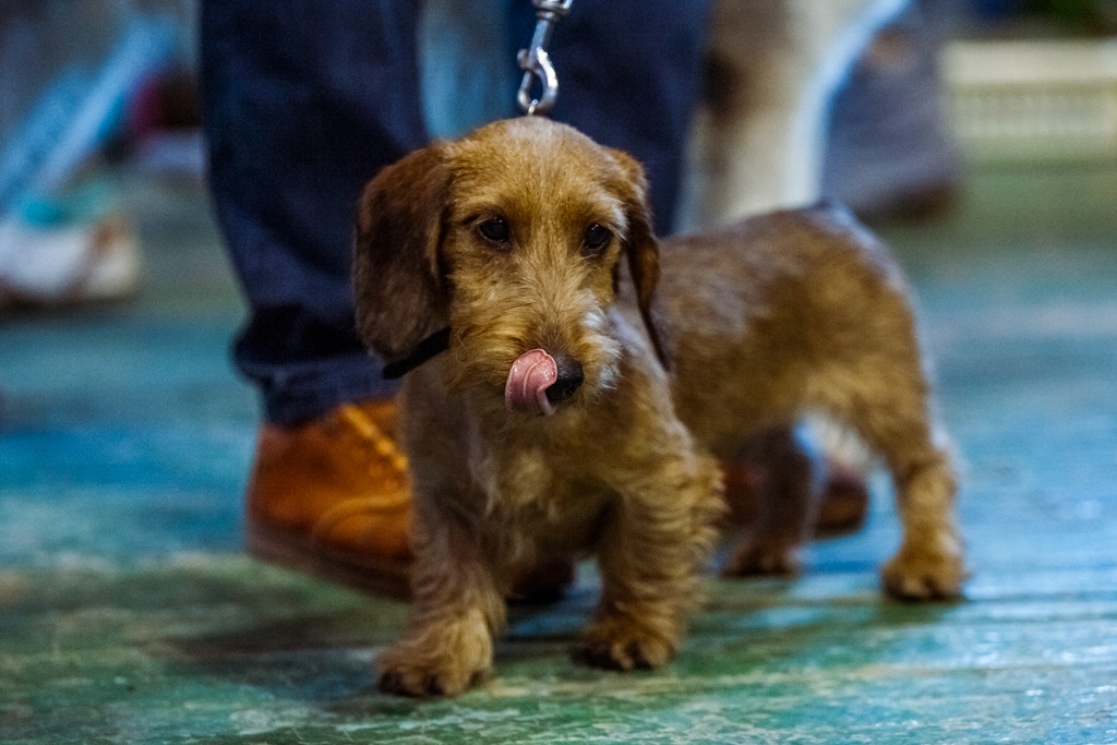 Почему привычный ошейник опасен для мопсов, бульдогов и других пород: как выбрать идеальную шлейку Мария Бородина, РИА PrimaMedia
