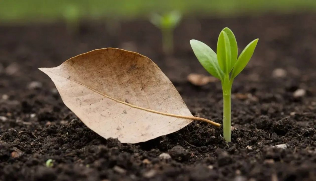 Чудо‑свойства лаврового листа - посев рассады всегда начинаю с него: лучший стимулятор и защитник от болезней ИИ Алиса (18+)