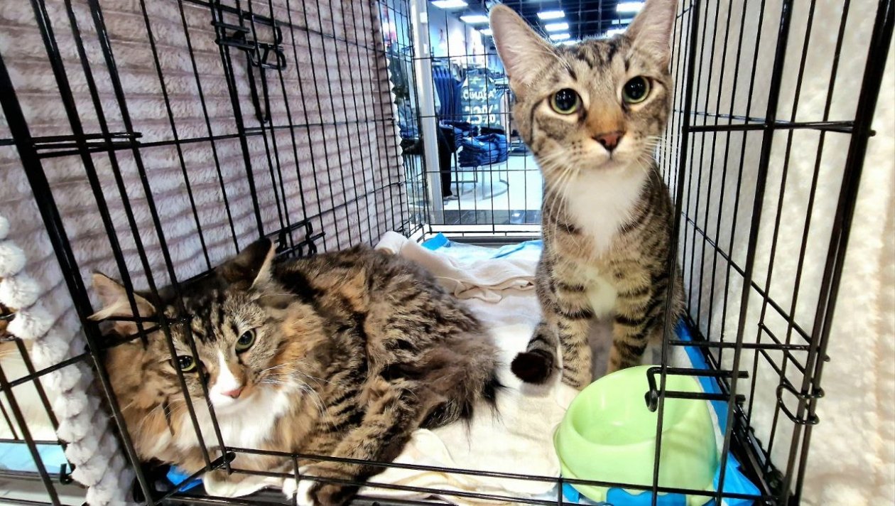 36 кошек и собак обрели дом во Владивостоке Животные города_В