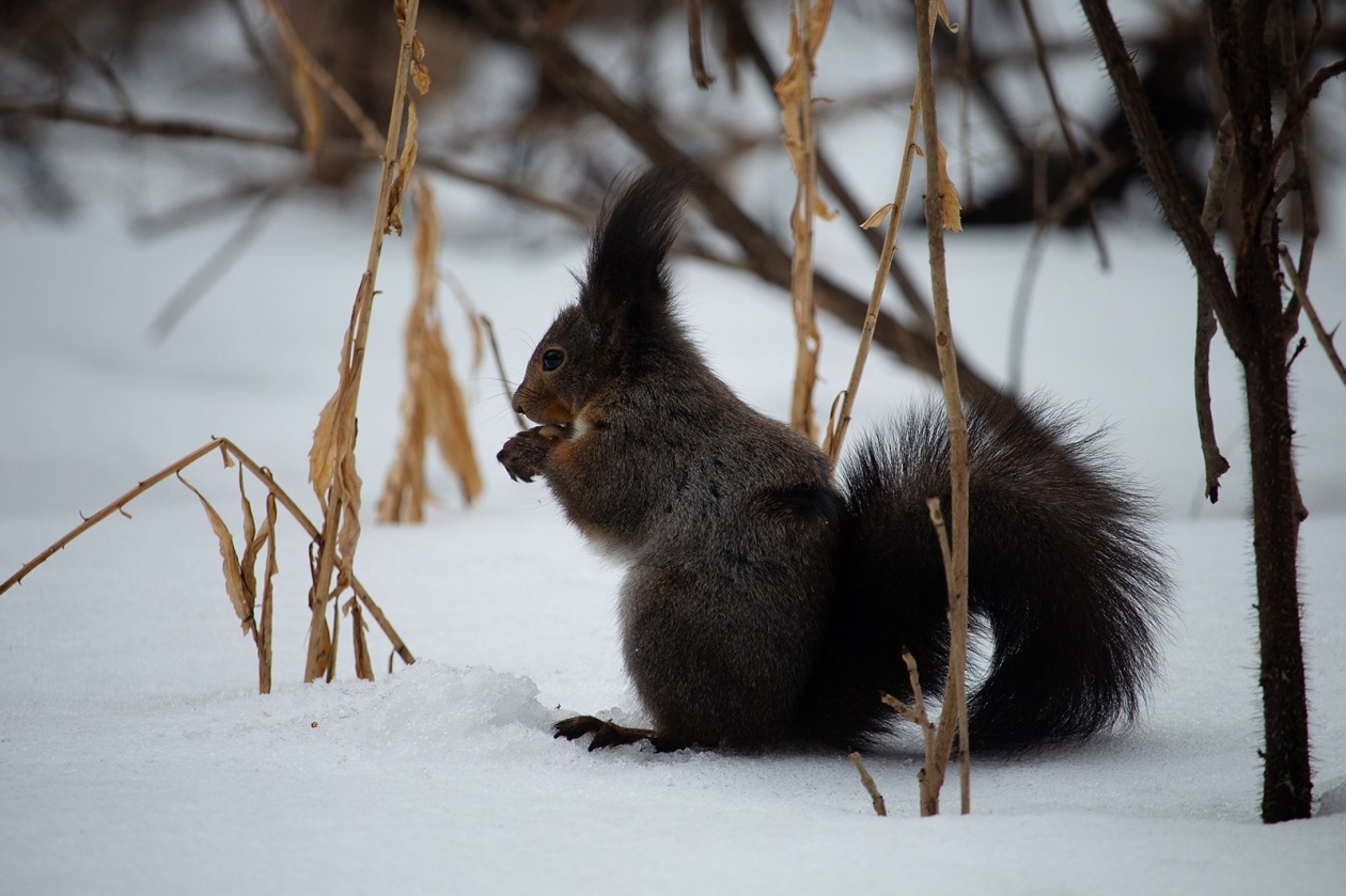 Хабаровский дендрарий, Краевой парк культуры и отдыха им. Н. Н. Муравьёва Амурского, парк отдыха, природа Дальнего Востока, белка Юлия Матреницкая, ИА AmurMedia.ru