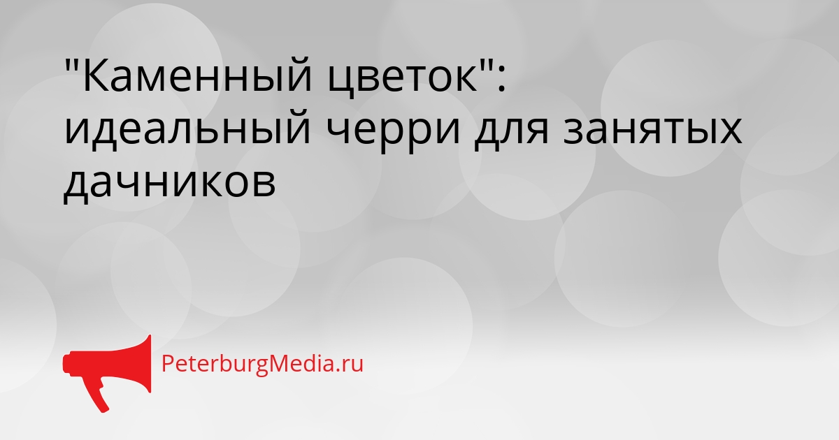 &quotКаменный цветок&quot: идеальный черри для занятых дачников Сгенерировано
