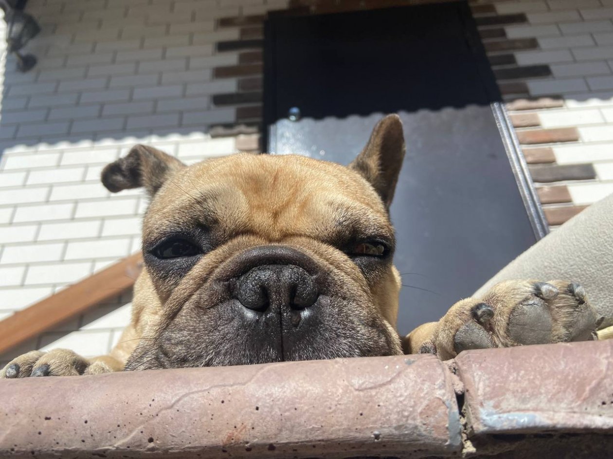 Не играют, не бегают, а только спят: 8 самых ленивых пород собак - почти как кошки ИА Stavropol.Media