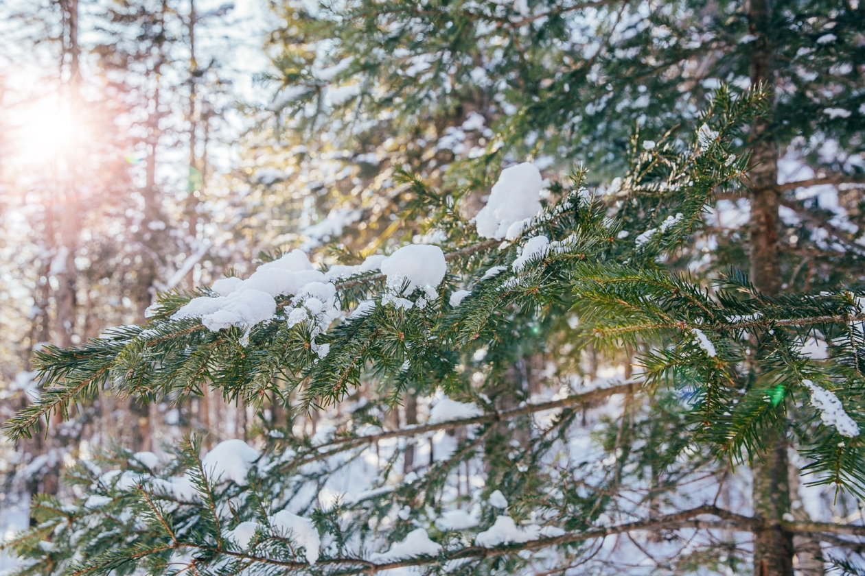 Ясная и морозная погода ожидается в Иркутске на предстоящей рабочей неделе Мария Смитюк, ИА PrimaMedia