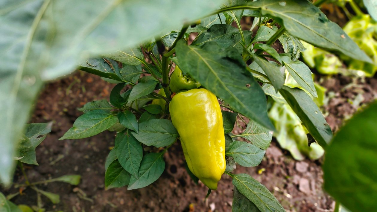 Перец Автора