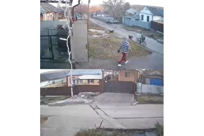 Собаки напали на мальчика в Ессентуках соцсети