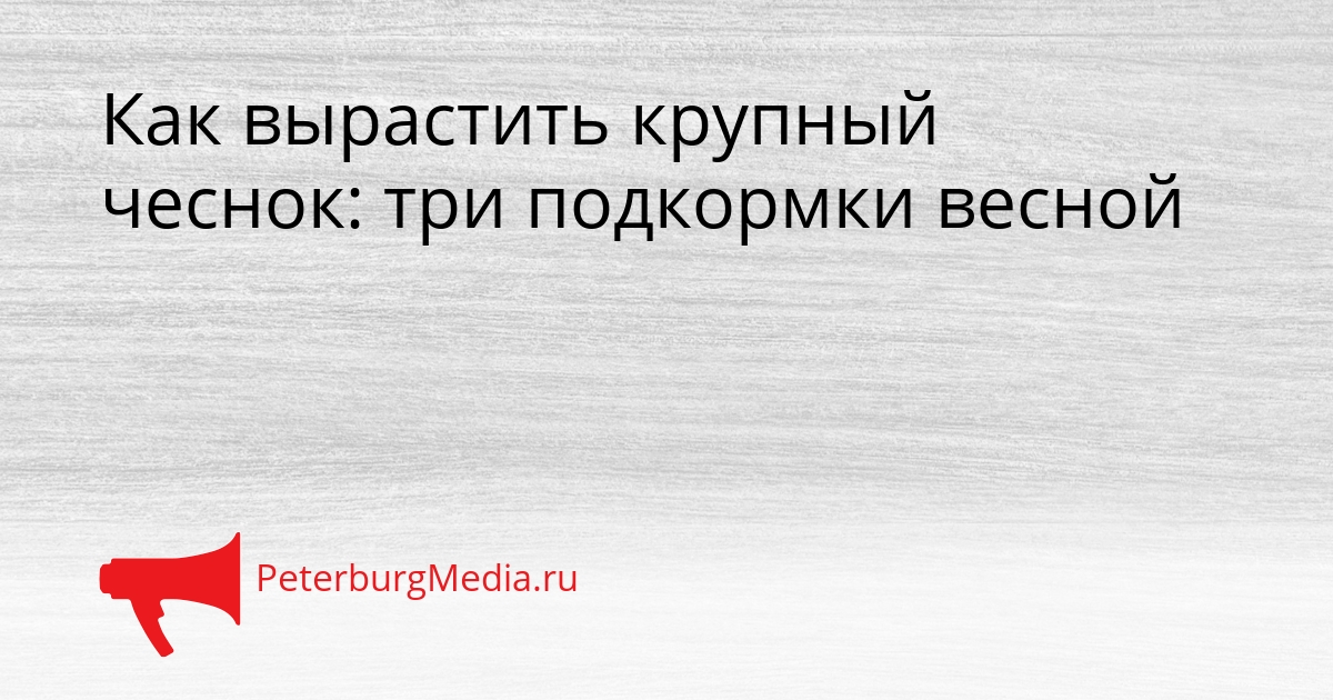 Как вырастить крупный чеснок: три подкормки весной Сгенерировано
