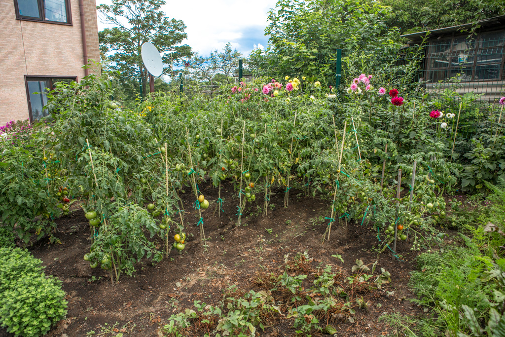 От этих мифов про удобрение пахнет нафталином, но дачники упорно продолжают в них верить Юлия Никитина, PrimaMedia