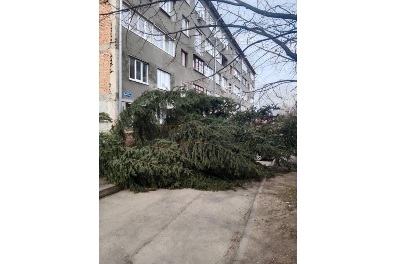 Огромная ель рухнула из-за сильного ветра в Кисловодске Пресс-служба мэрии Кисловодска