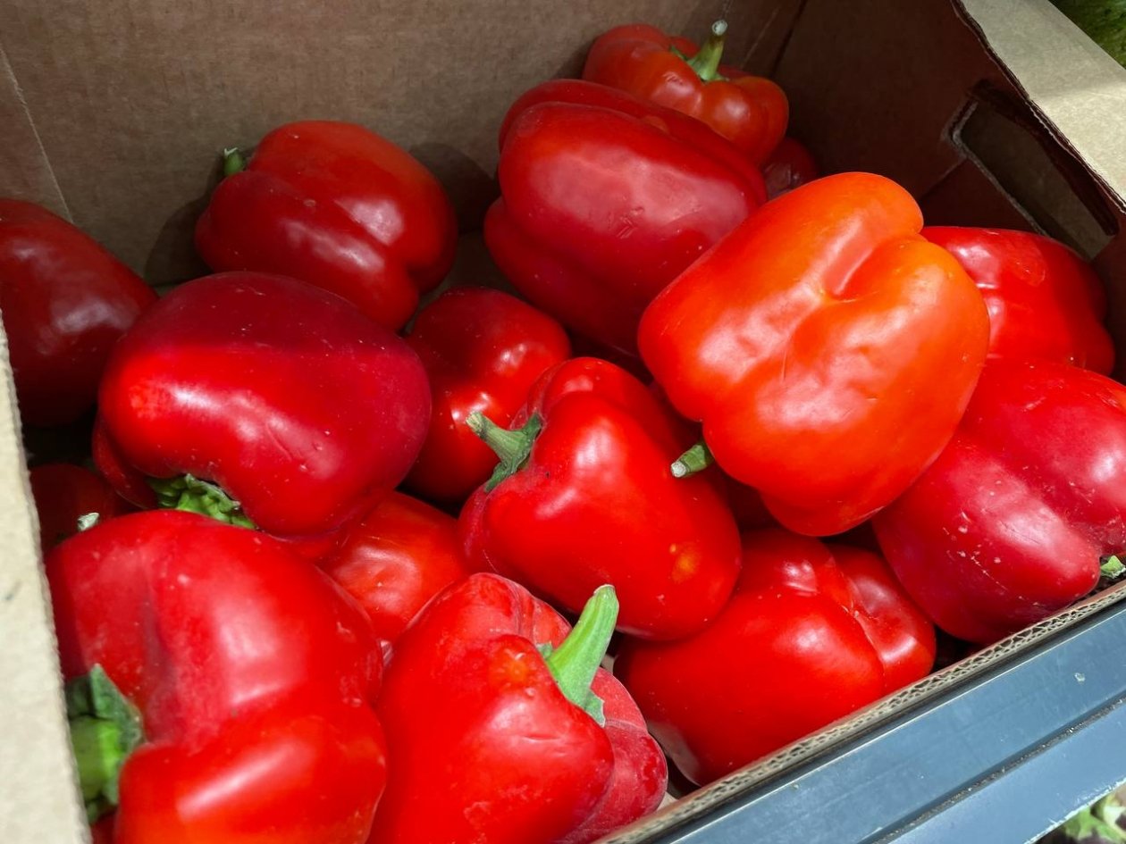 Перец ИА KrasnodarMedia