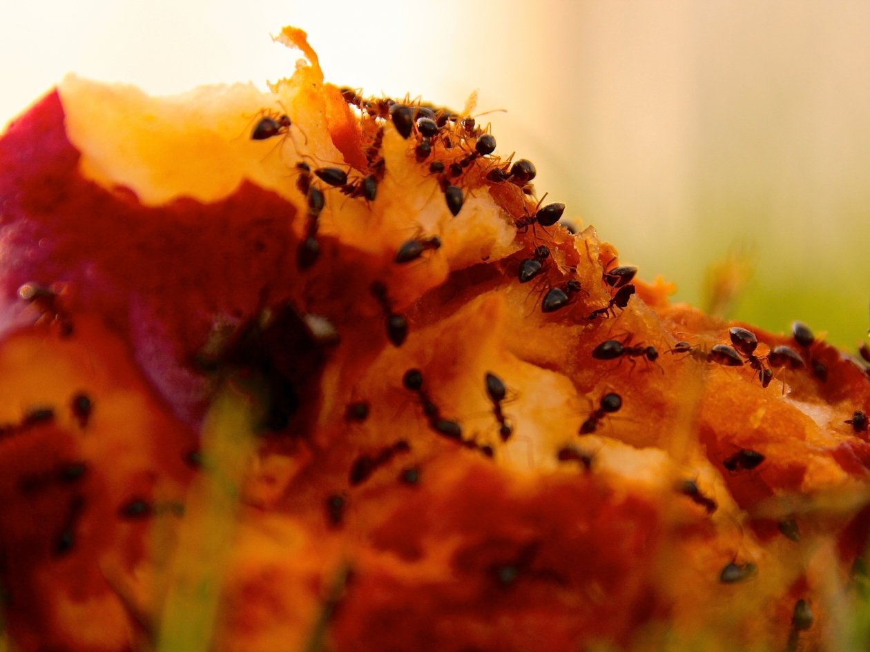 Тематическое фото pxhere.com