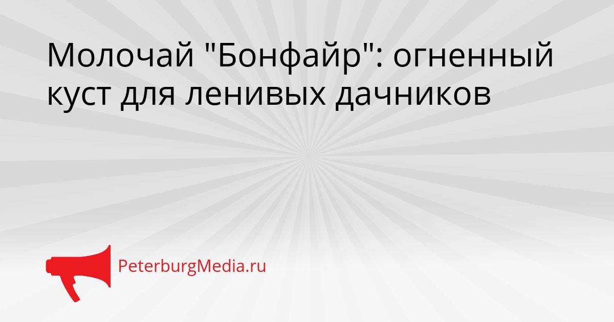 Молочай &quotБонфайр&quot: огненный куст для ленивых дачников Сгенерировано
