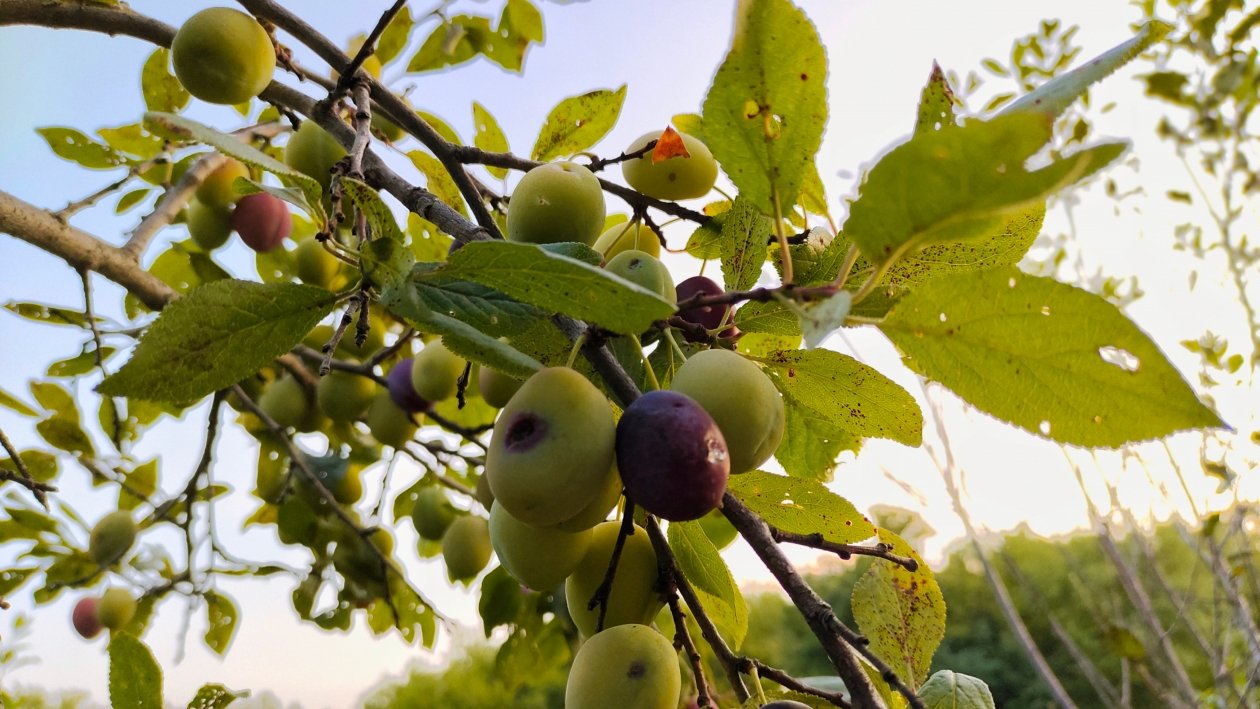 Слива Автора