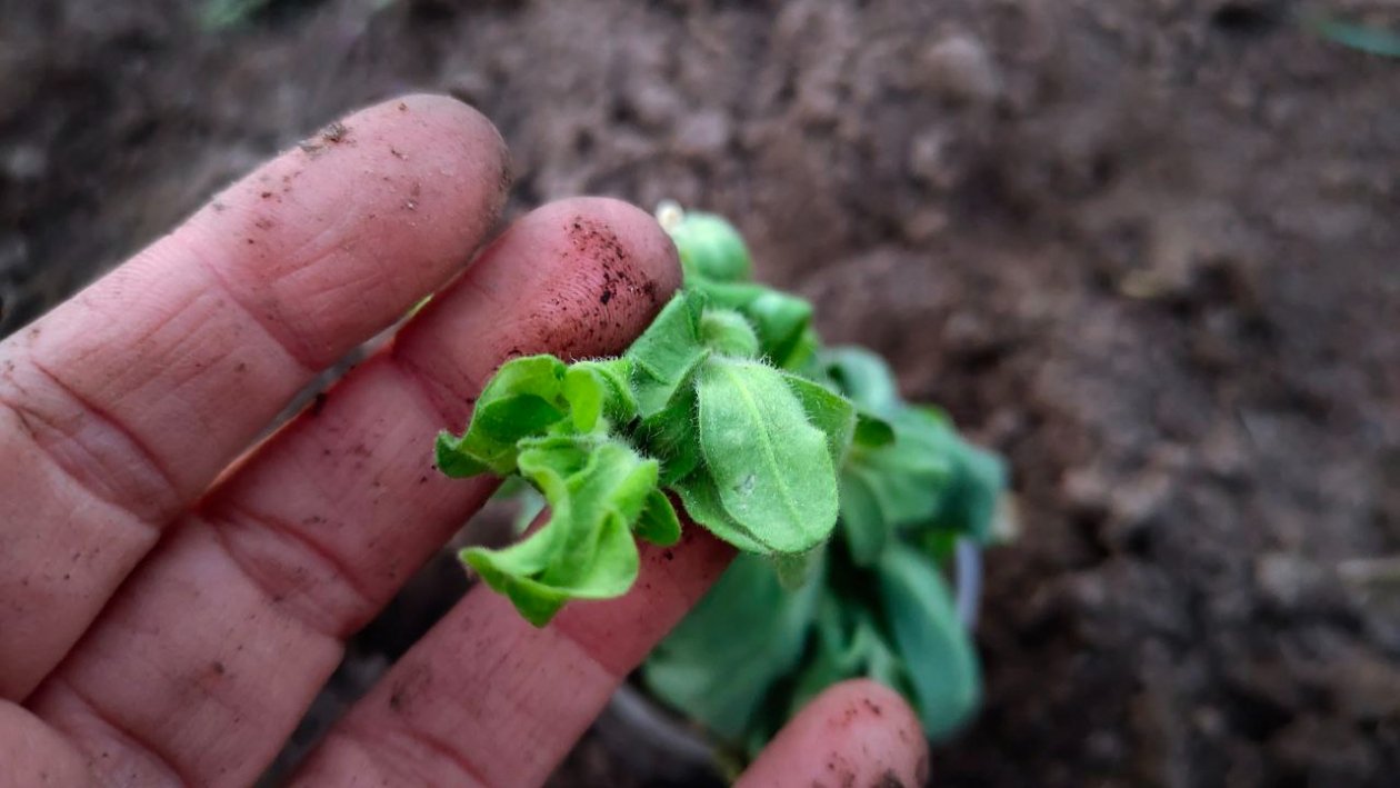 Петуния Автора