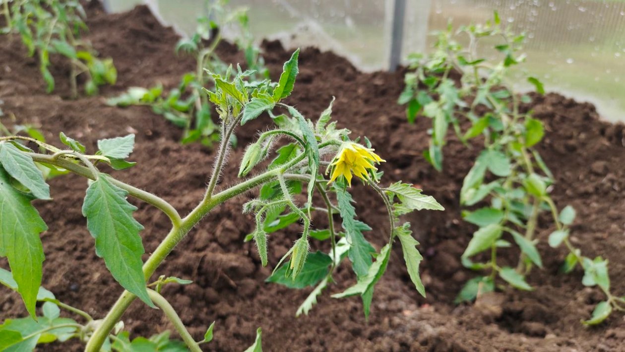 Томаты Автора