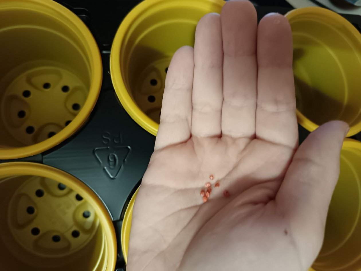 Не мусор, а хитрость садовода: умный способ замачивания семян: хоть 100 сортов посади – никакой путаницы ИА KrasnodarMedia