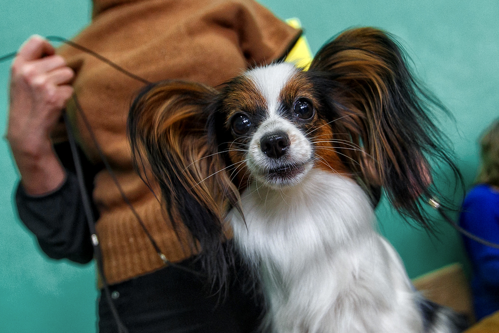 Я крикнула на свою собаку — и сразу пожалела: ветеринар объяснил, почему для нее грубость — психологическая травма Александр Хитров РИА PrimaMedia