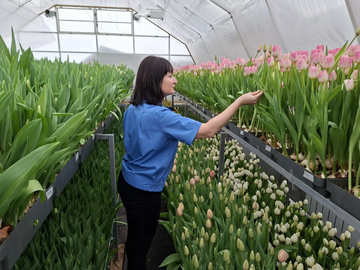 Проверка тюльпанов на вредителей прошла в одной из теплиц Камчатки пресс-служба Приморского межрегионального управления Россельхознадзора