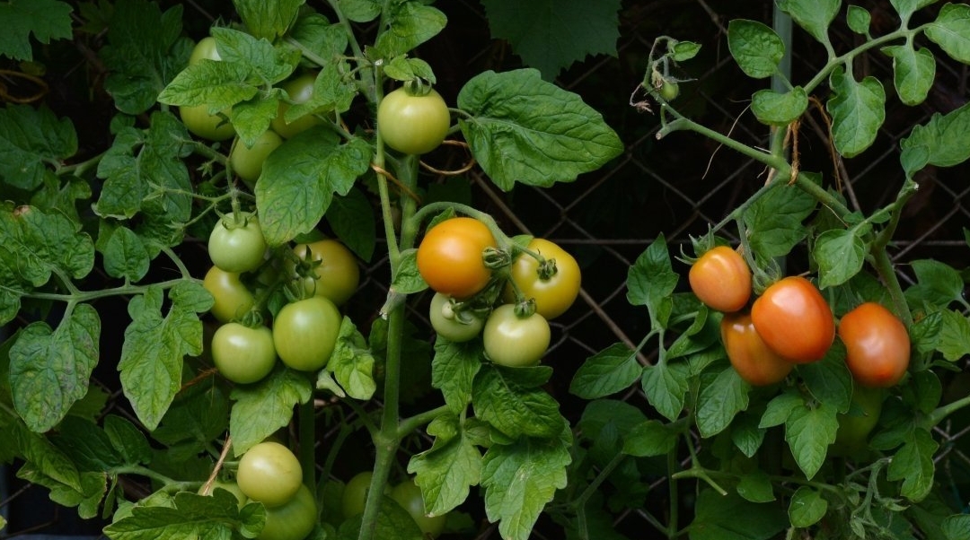 Тематическое фото pxhere.com