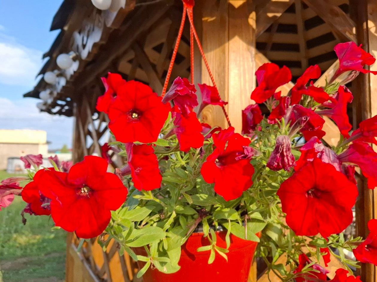 Не только петуния: 4 эффектных растения для кашпо - сад будет утопать в цветах Фото автора