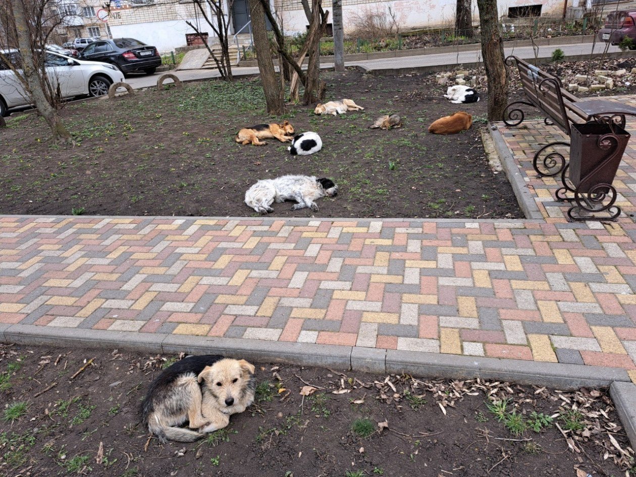 ИА Stavropol.Media