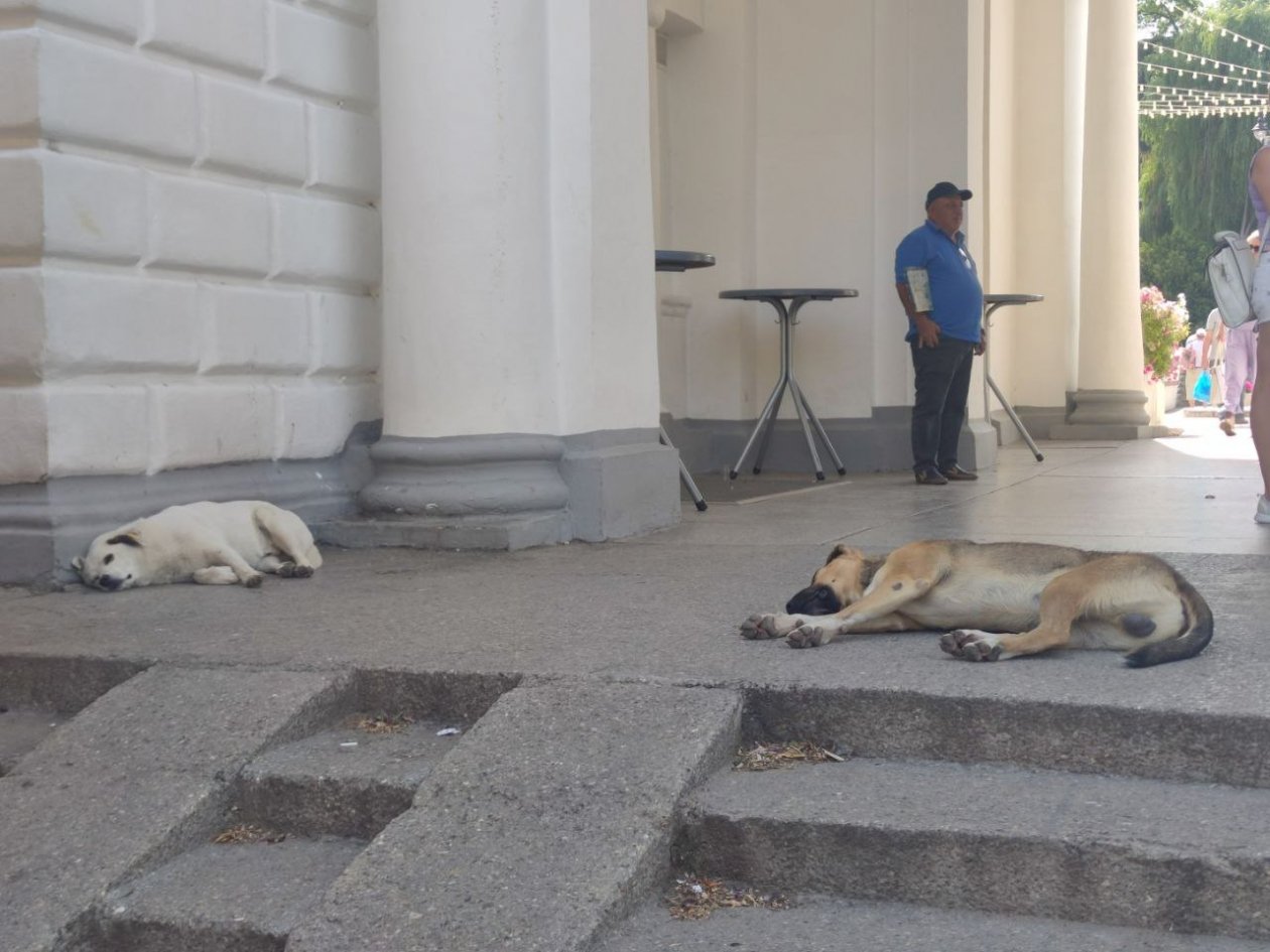 ИА Stavropol.Media