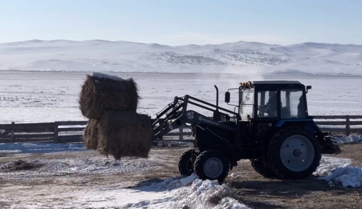 Бурятия выделит 10 млн рублей на доставку кормов для скота Минсельхоз Бурятии